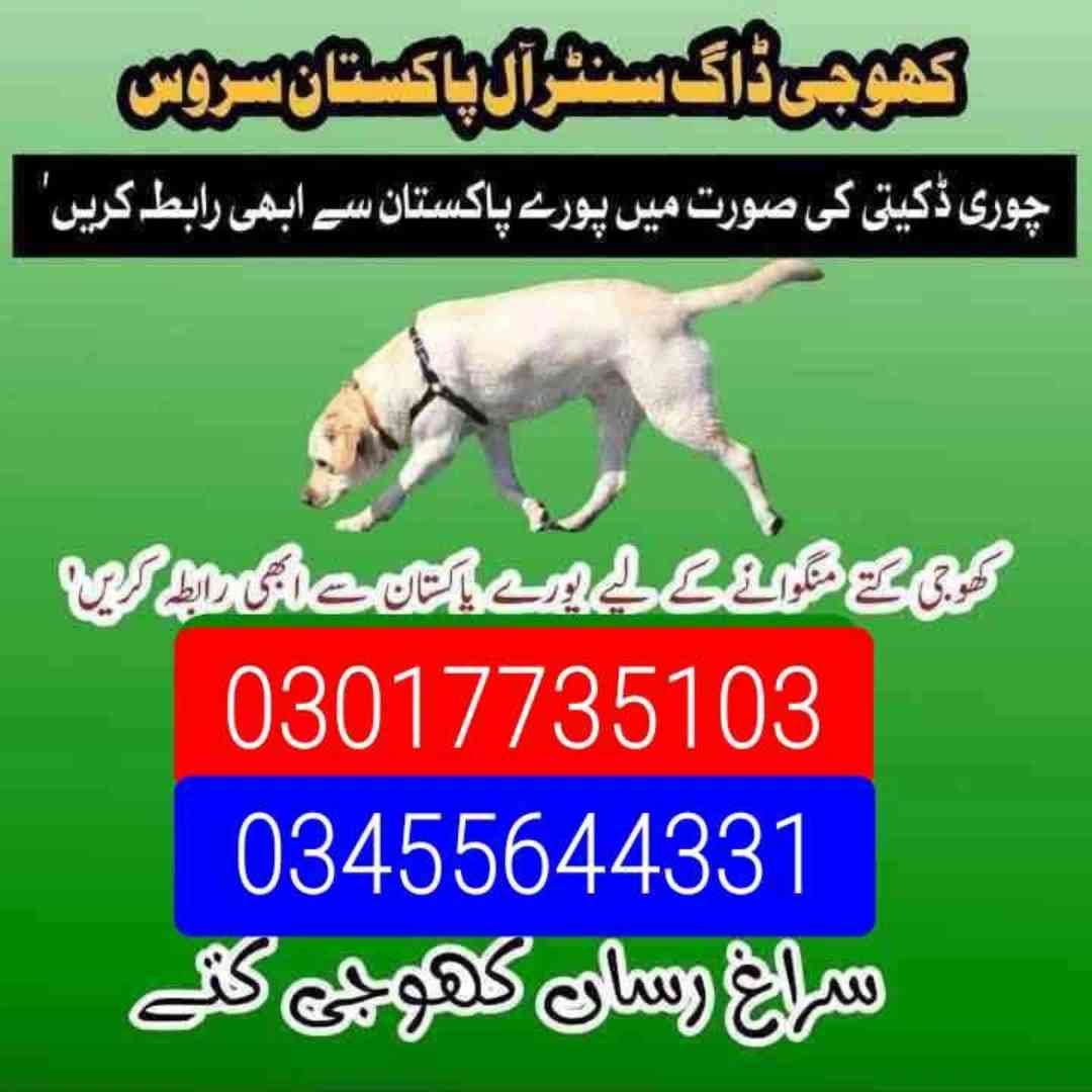 Army dog center 03017735103