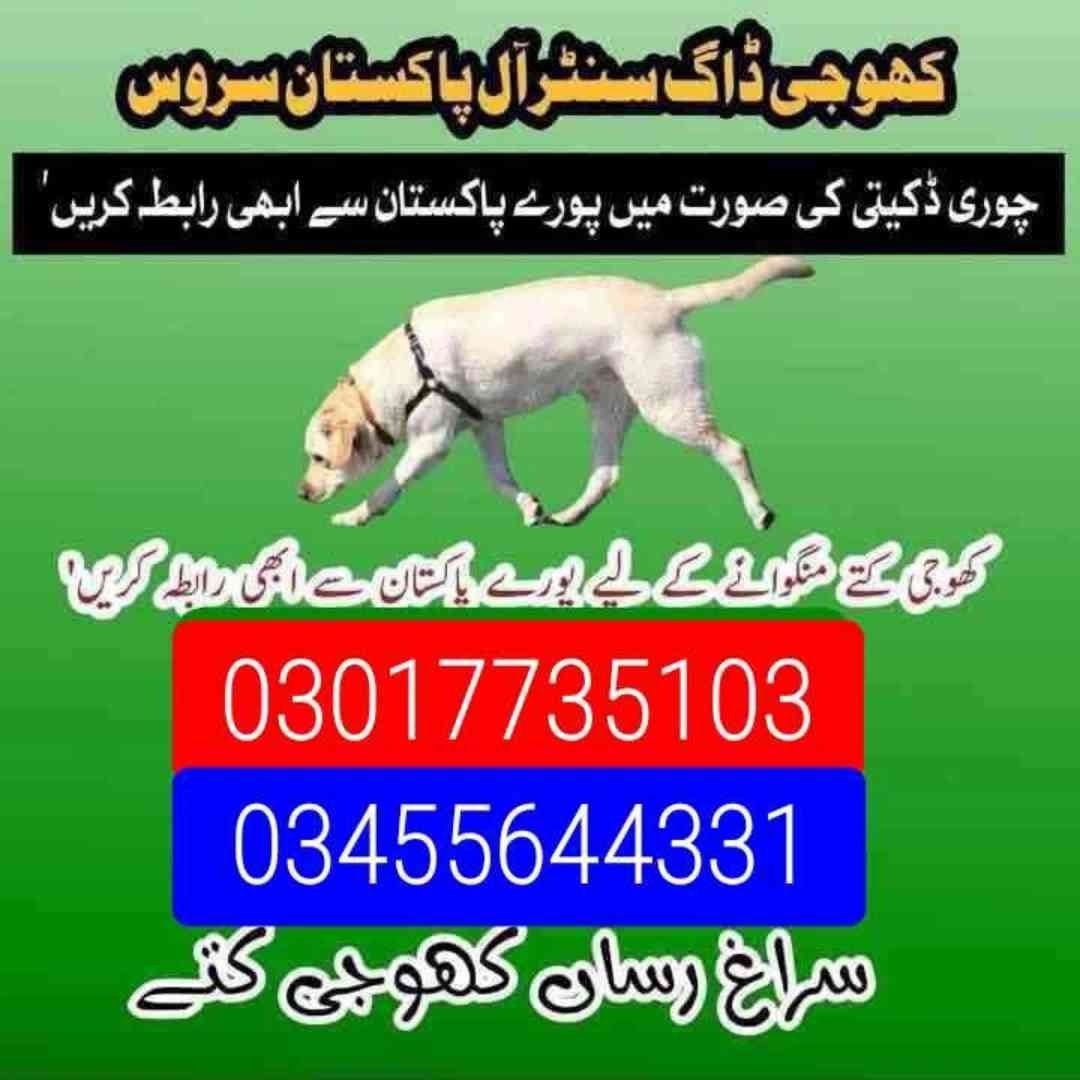 Army dog center 03017735103