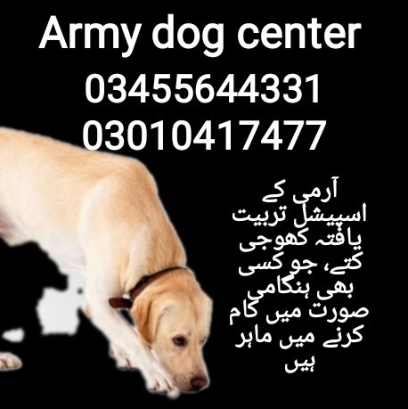 Army dog center 03010417477